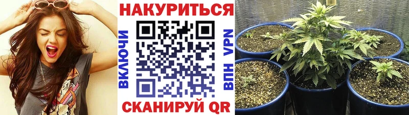 Бошки марихуана индика Каргат